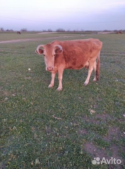 Коровы с телятами