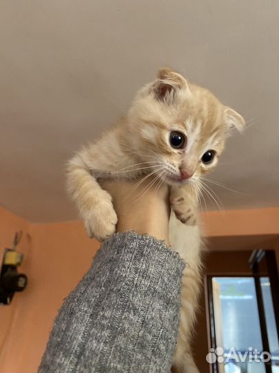 Котенок в дар бесплатно