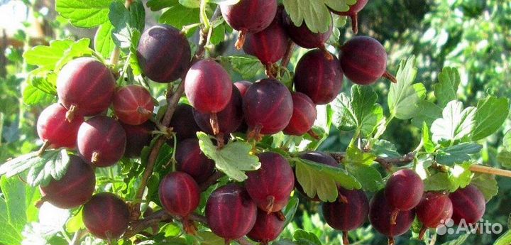 Крыжовник. Саженцы