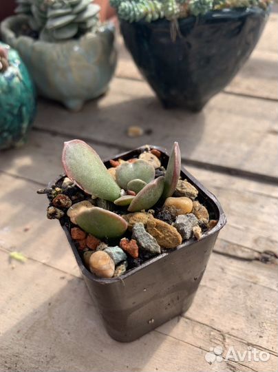 Адромискус