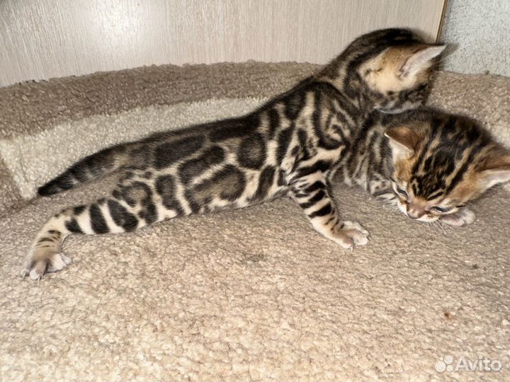 Бенгальские котята