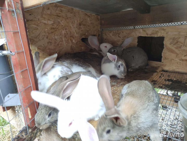 Кролики мясных пород