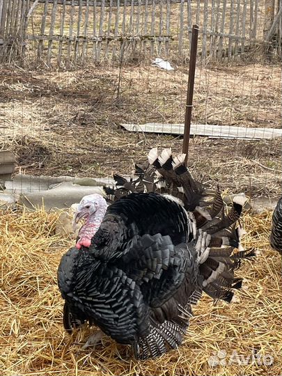 Инкубационное индюшиное яйцо