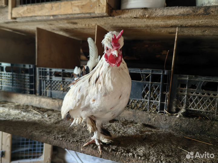 Петухи бентамки