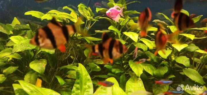 Растения для аквариума