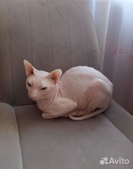 Донской сфинкс