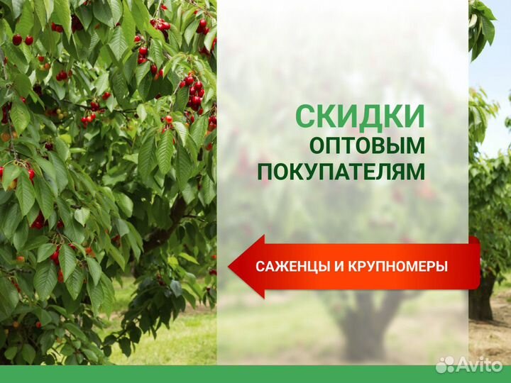 Саженцы хвойных, лиственных, плодовых деревьев