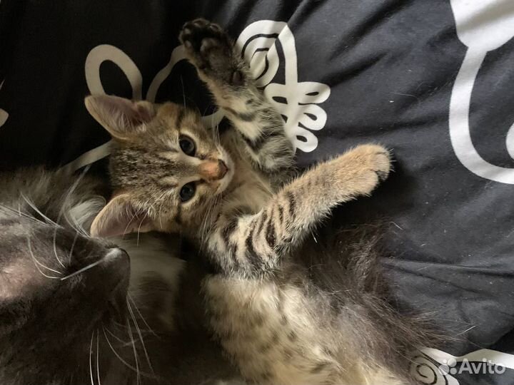 Кошка в дар бесплатно