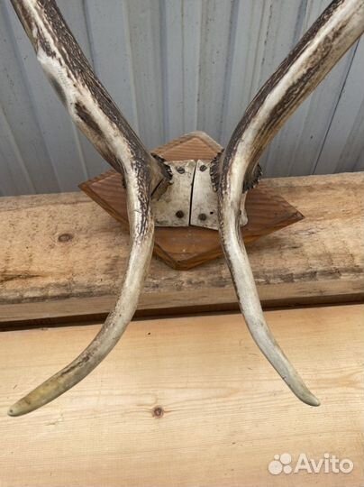 Рога оленя