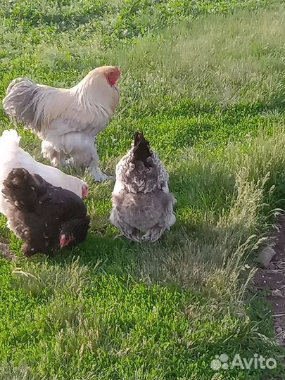 Куры и петух
