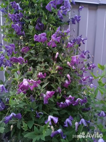 Мелкоцветковый клематис