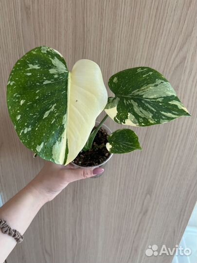 Монстера тайское созвездие