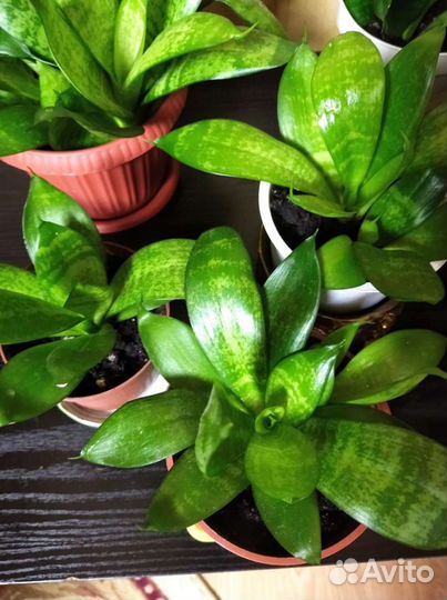 Сансевиерия