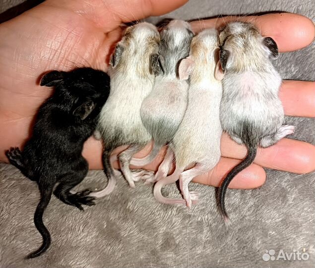 Чилийская белка дегу