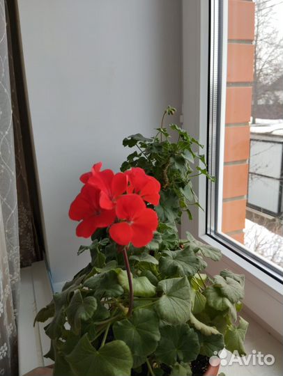 Пеларгония герань