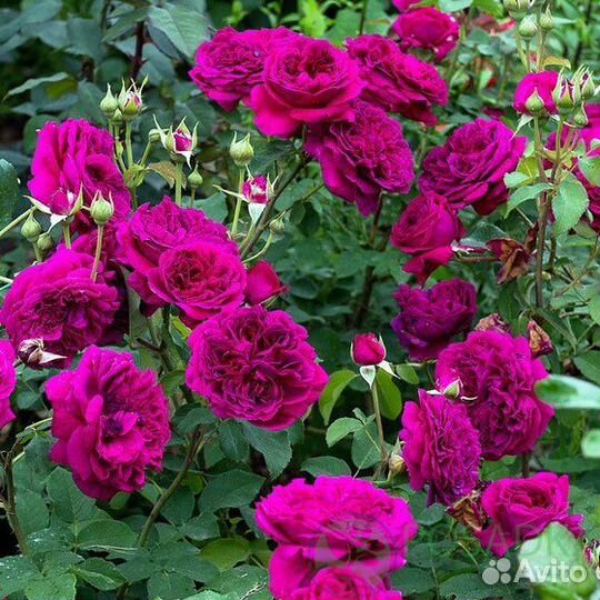 Саженцы Роз Вильям Шекспир 2000