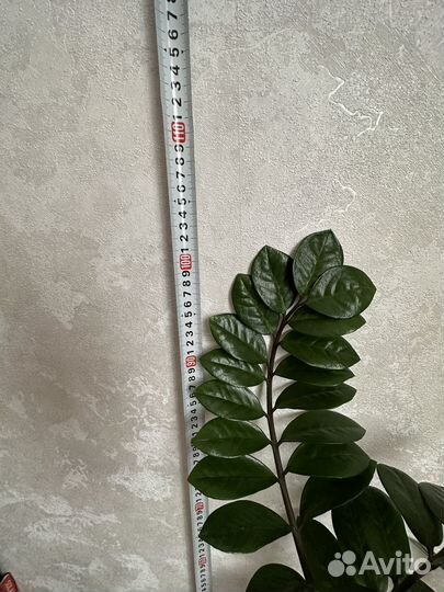 Замиокулькас