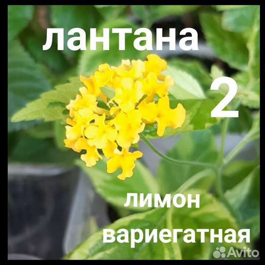 Лантана 20 видов