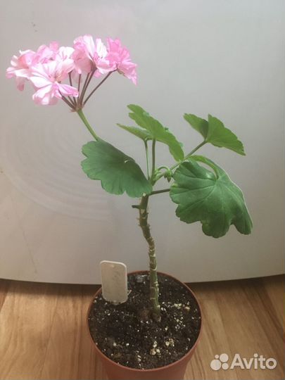 Герань, бегония