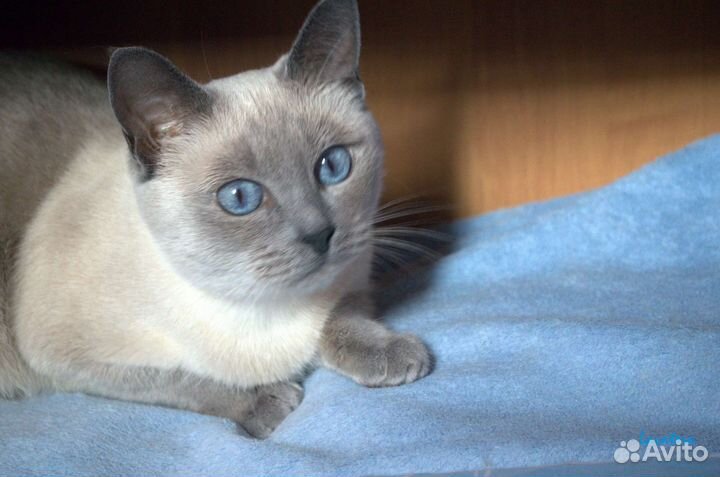 Тайская кошка