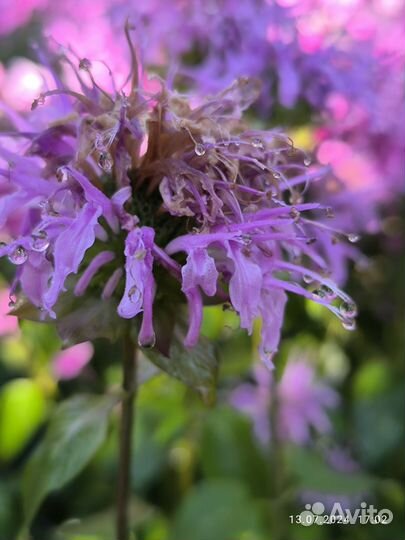 Цветок монарда, большие кусты