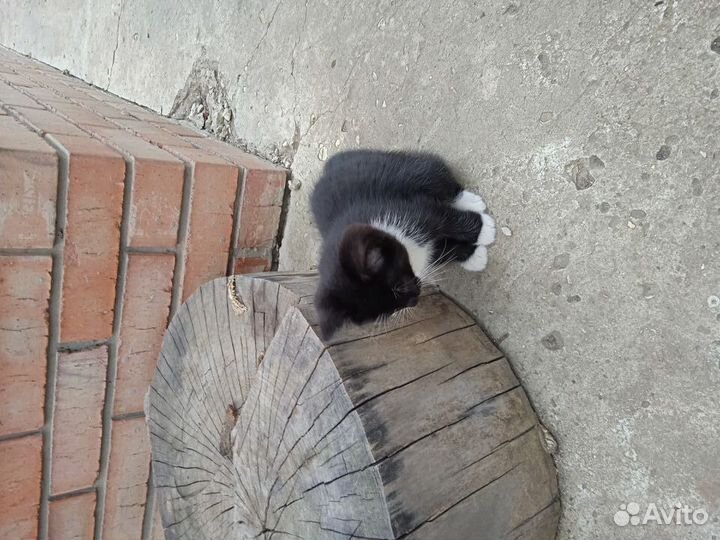 Отдам в добрые руки