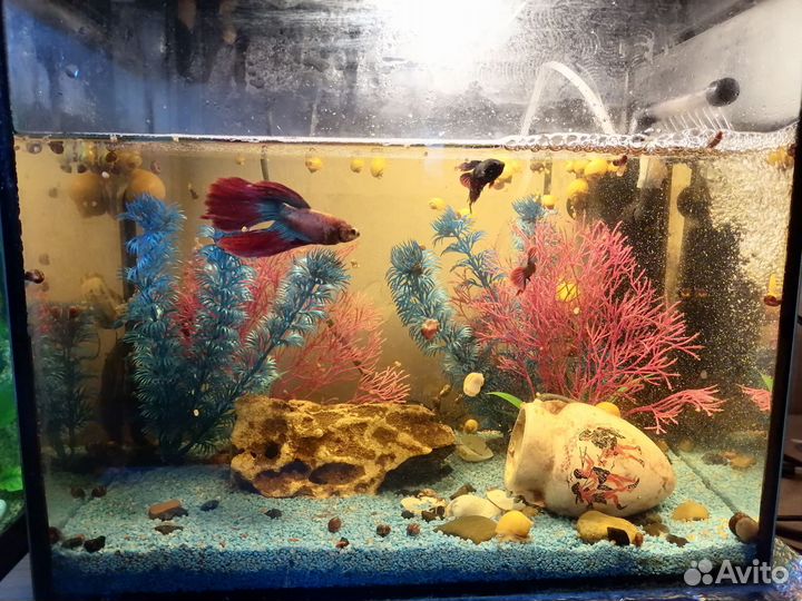 Аквариумные рыбки