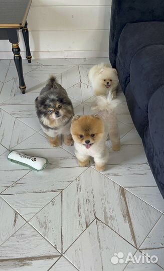 Щенки бу шпиц