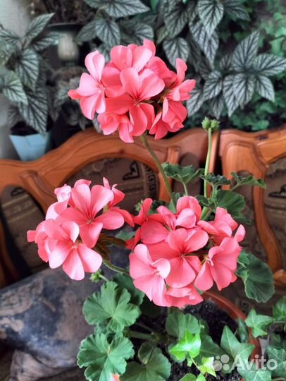 Пеларгония герань в горшке