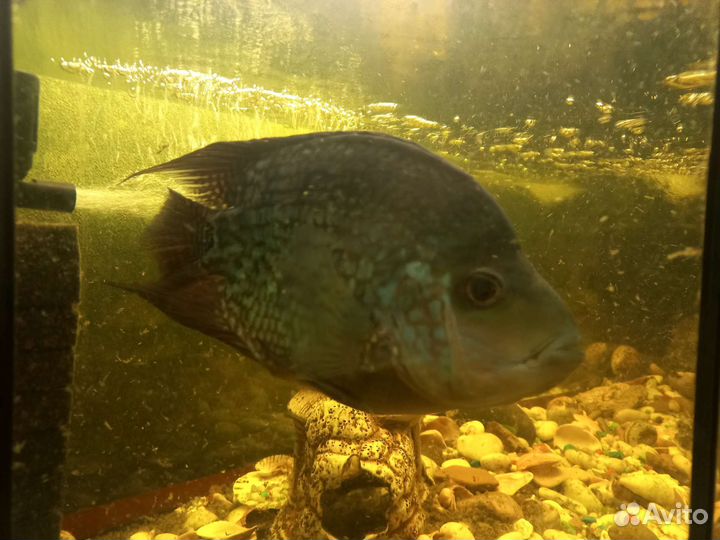 Рыба -попугай