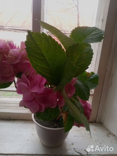 Саженцы гортензии комнатной, колекционный сорт