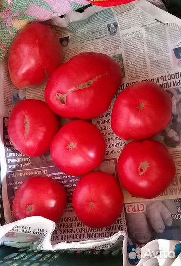 Помидоры