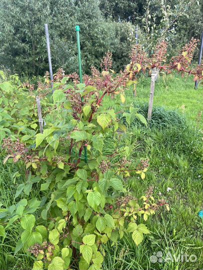 Опора для растений