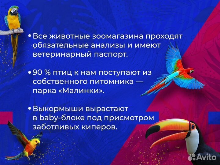 Попугай волнистый Чех (самка)