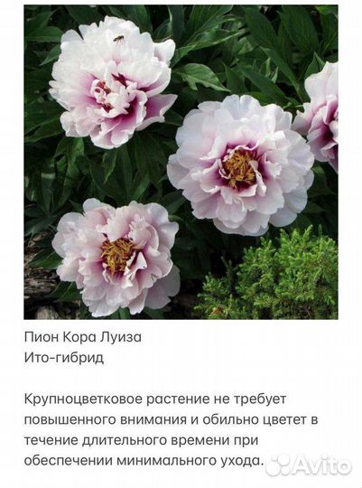 Пион Кора Луиза