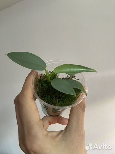 Филодендроны, сциндапсусы, эпипремнумы