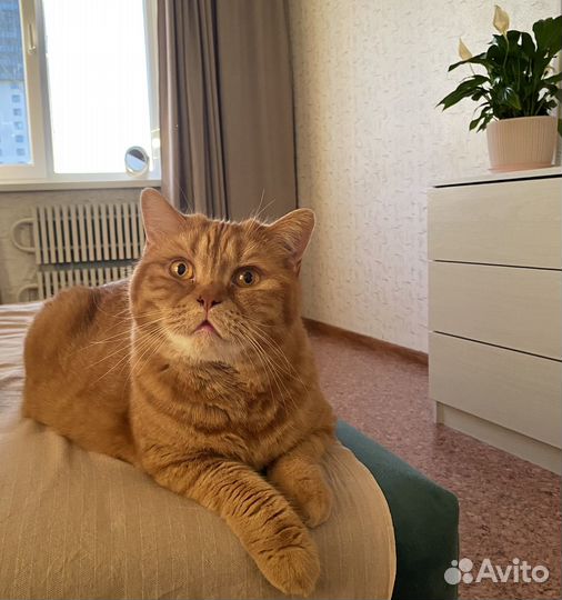 Передержка котиков