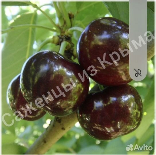 Саженцы черешни