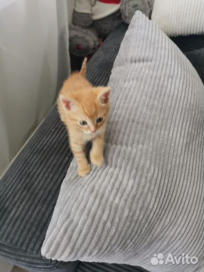 Рыжий котенок