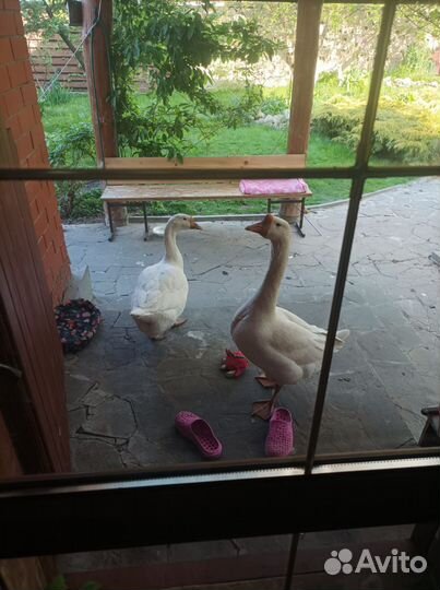 Яйцо гусиное породы Линда