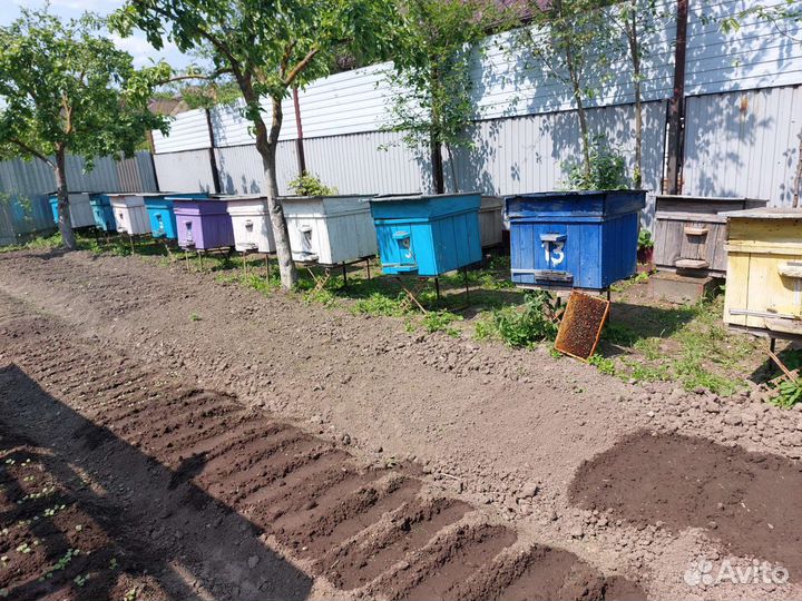 Продается пасека