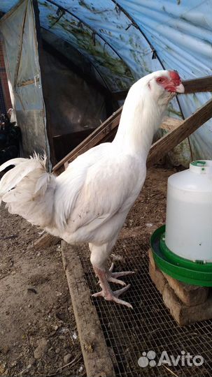 Петухи и курочки Гергебельской породы