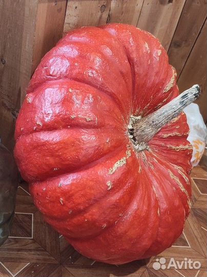 Семена тыквы