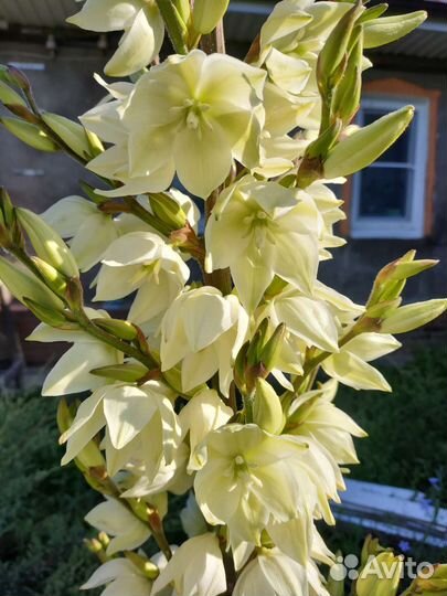 Юкка нитчатая