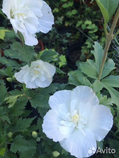 Гибискус, роза Сирийская