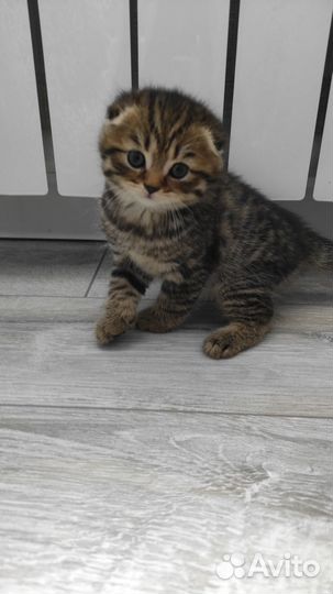 Шотландские котята