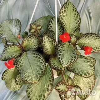 Эписция 150 бегония250