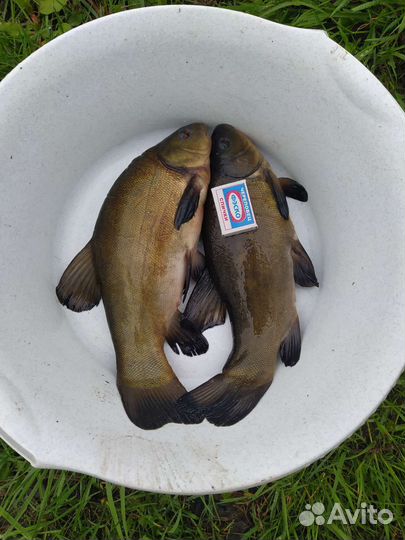 Живая рыба линь