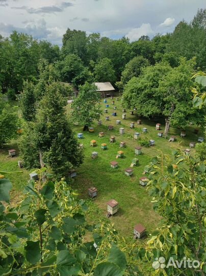 Пчелопакеты