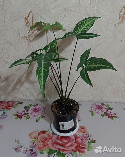 Сингониумы